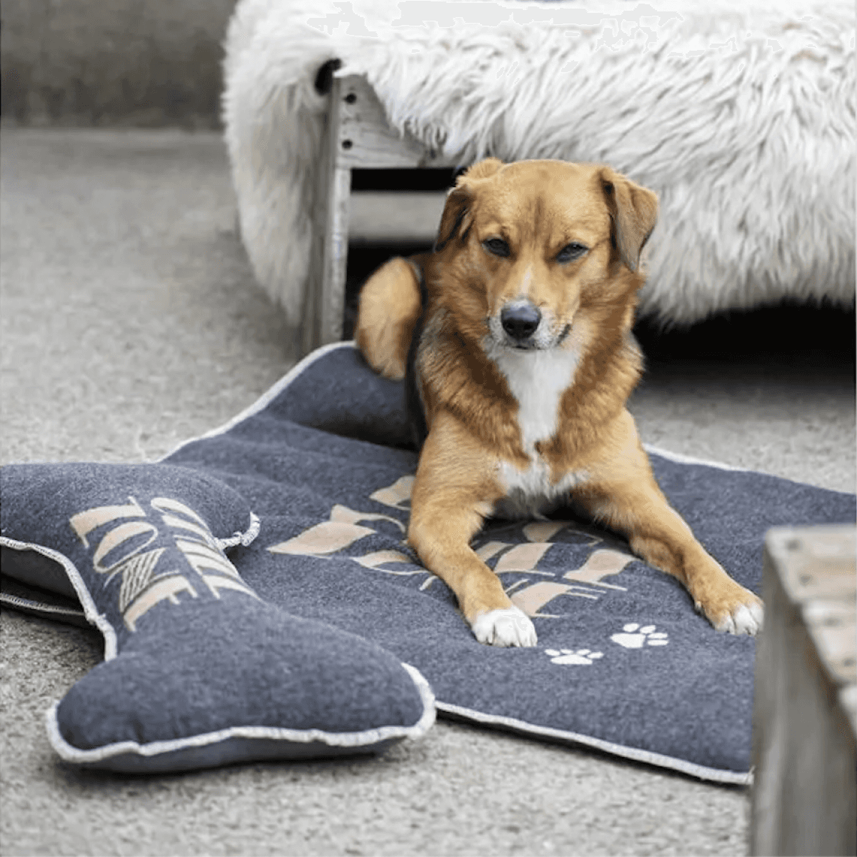 Tappetino per Cani Dog Chill Zone in Cotone 70x80 cm - Arredo per