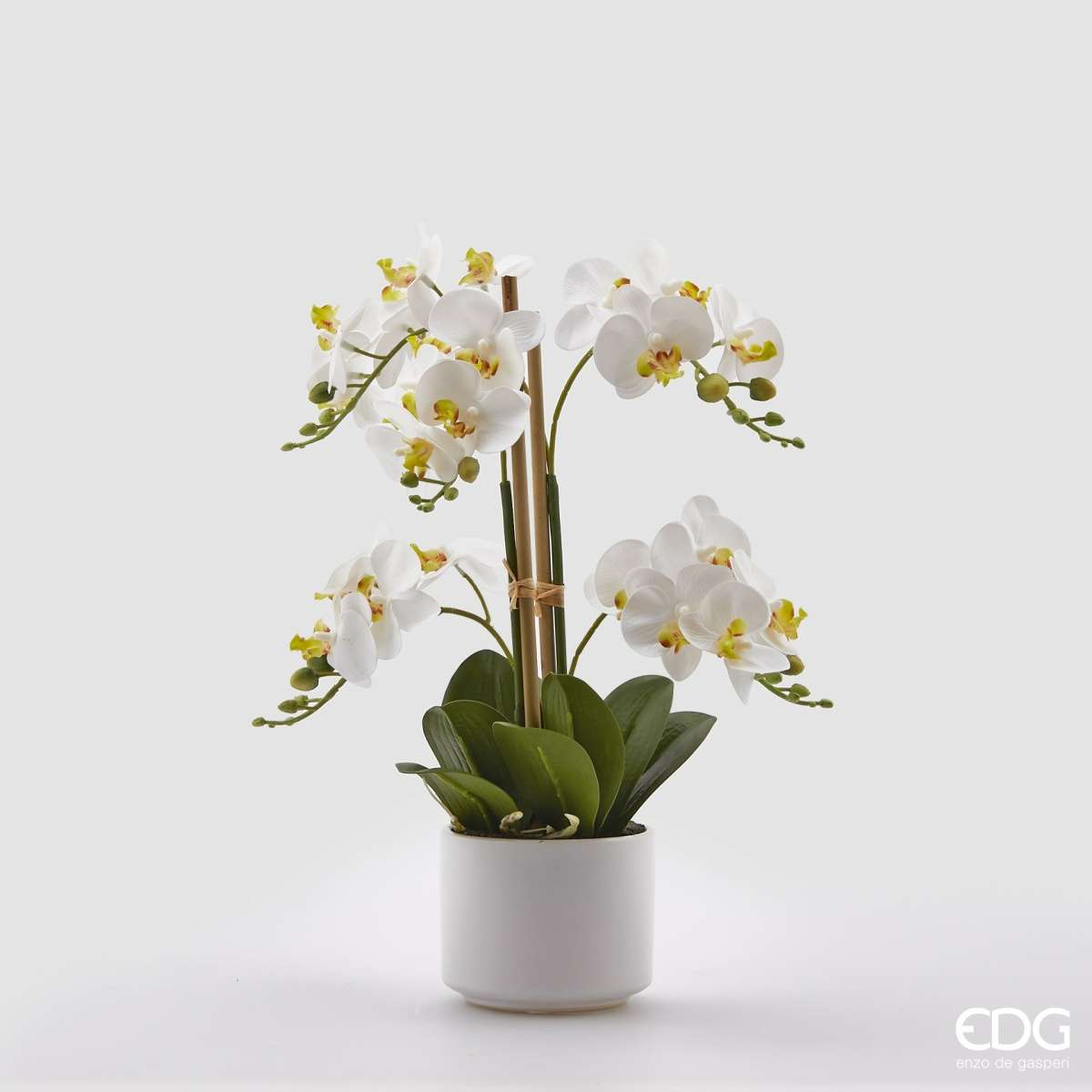Immagine del prodotto Orchidea Bianca con vaso h38 cm | EDG Enzo De Gasperi