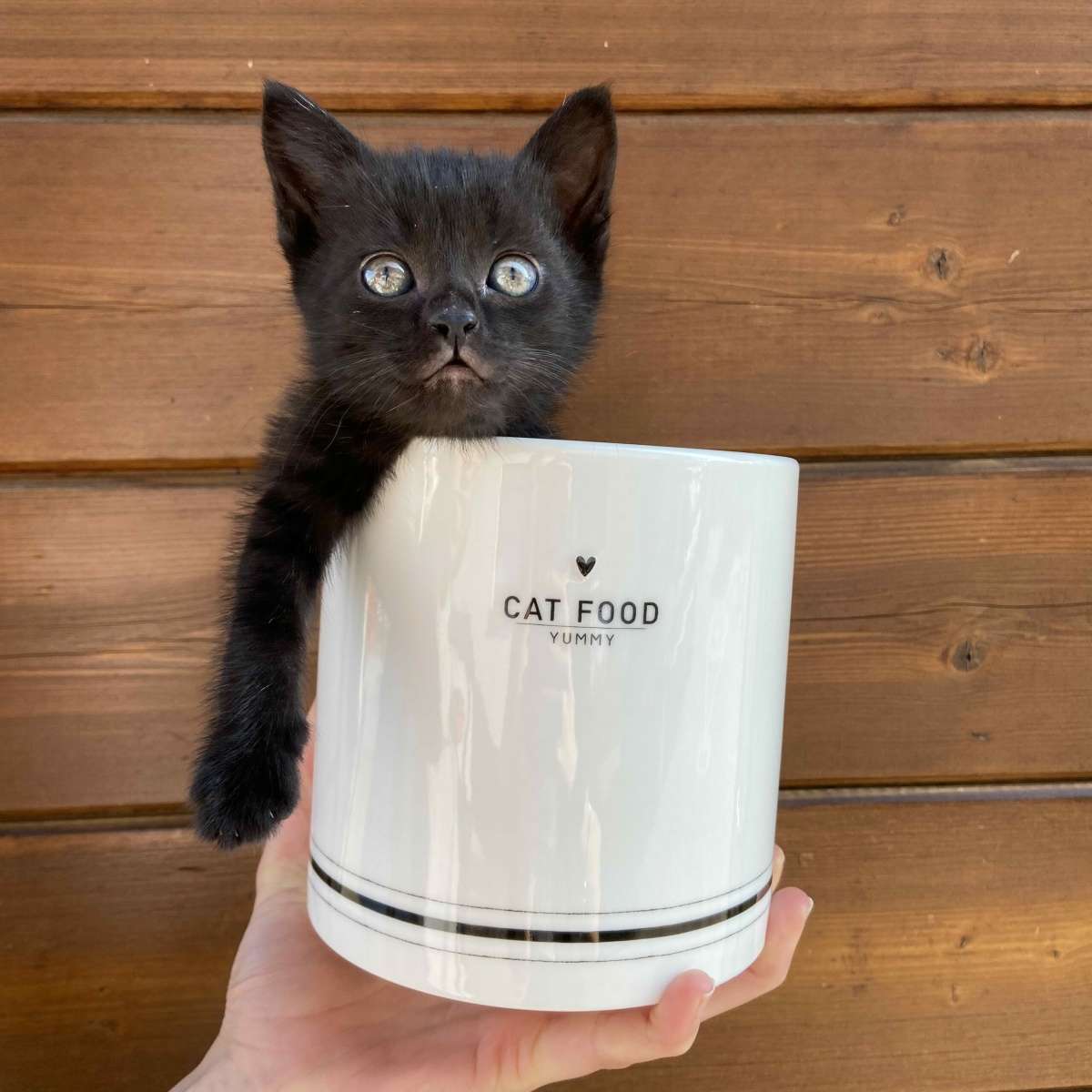 Immagine del prodotto Barattolo in Ceramica Cat food con tappo ermetico cibo per gatti | Bastion Collections