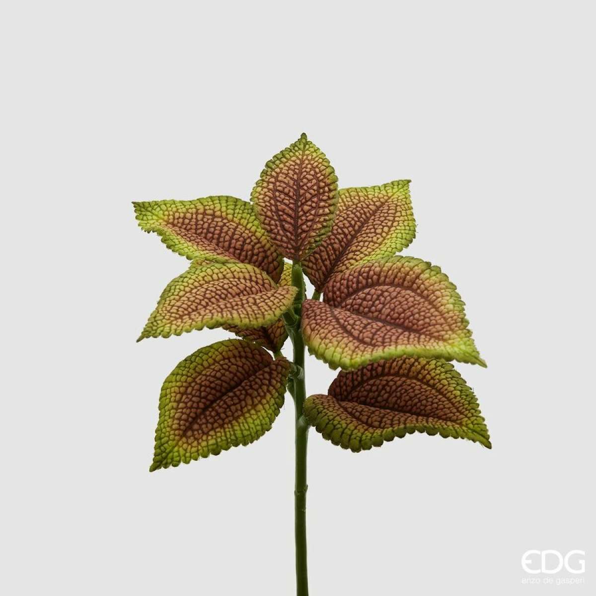 Immagine del prodotto Coleus Bell Pick  8 foglie h 24 cm (2 Colori) | EDG Enzo De Gasperi